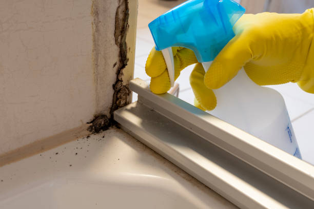 Best Commercial Mold Removal  in Varnville, SC
