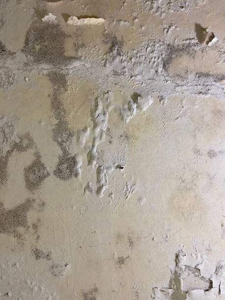 Mold Removal and Inspection in Varnville, SC