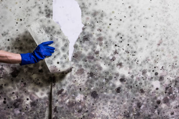 Best Residential Mold Removal  in Varnville, SC