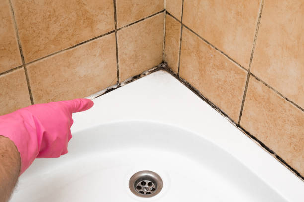 Best Black Mold Removal  in Varnville, SC